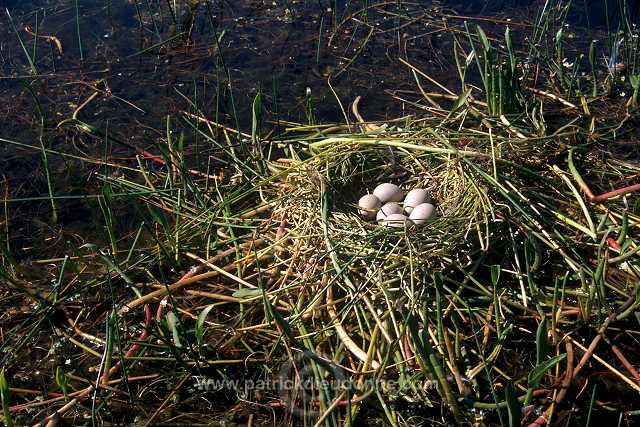 Coot (Fulica atra) - Foulque macroule - 20953