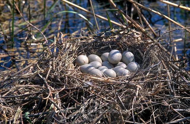 Coot (Fulica atra) - Foulque macroule - 20954