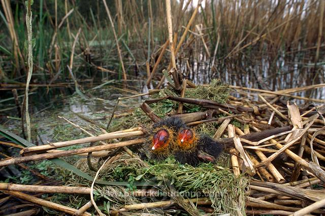 Coot (Fulica atra) - Foulque macroule - 20955