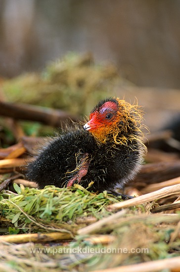 Coot (Fulica atra) - Foulque macroule - 20956