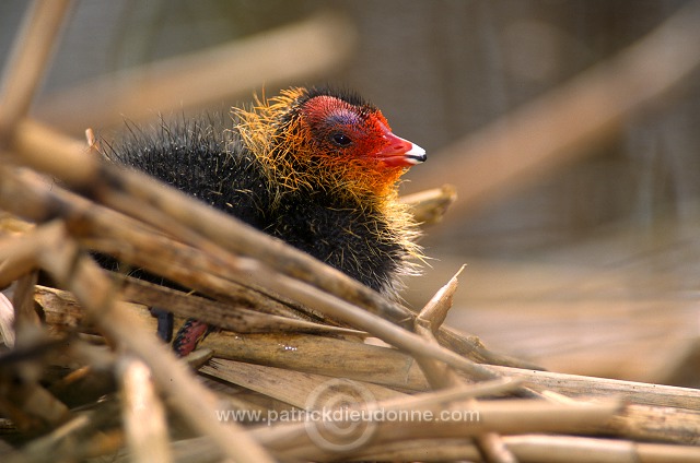 Coot (Fulica atra) - Foulque macroule - 20957