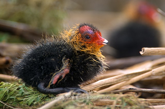 Coot (Fulica atra) - Foulque macroule - 20958