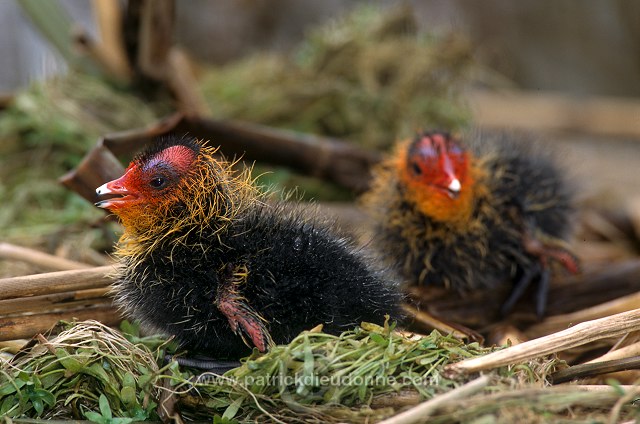 Coot (Fulica atra) - Foulque macroule - 20959