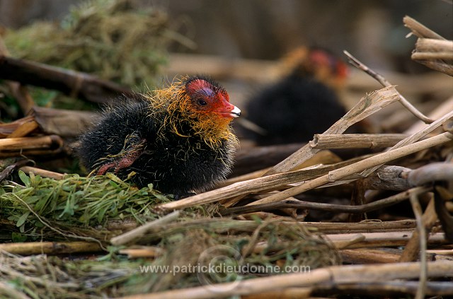 Coot (Fulica atra) - Foulque macroule - 20961