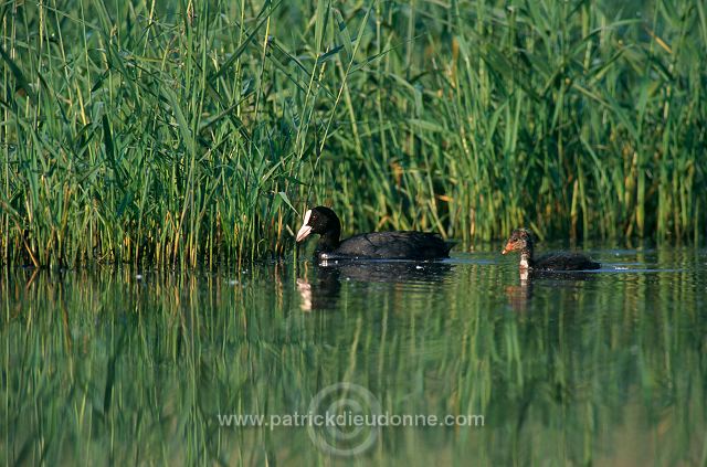 Coot (Fulica atra) - Foulque macroule - 20962