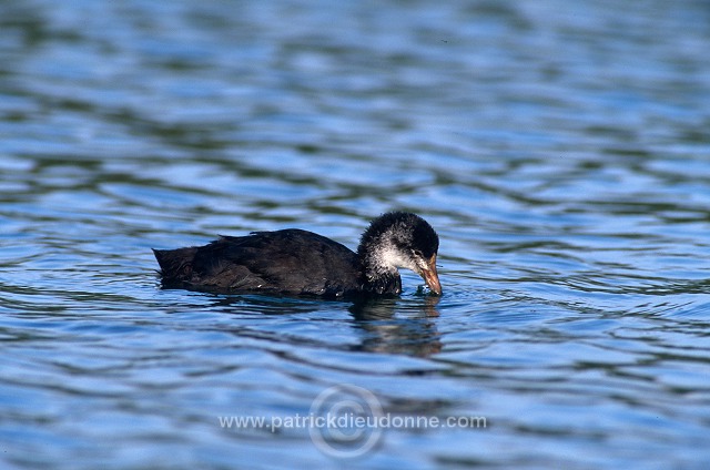 Coot (Fulica atra) - Foulque macroule - 20963