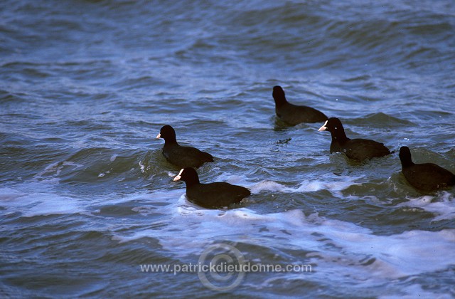 Coot (Fulica atra) - Foulque macroule - 20964