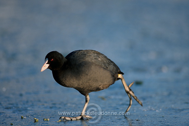 Coot (Fulica atra) - Foulque macroule - 20965