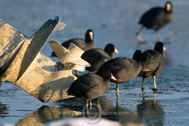 Coot (Fulica atra) - Foulque macroule - 20966