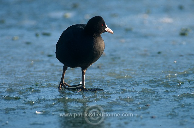 Coot (Fulica atra) - Foulque macroule - 20967