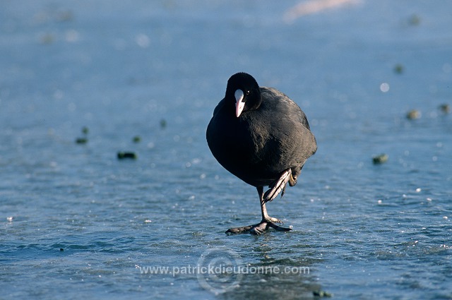 Coot (Fulica atra) - Foulque macroule - 20968