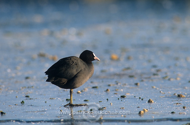 Coot (Fulica atra) - Foulque macroule - 20969