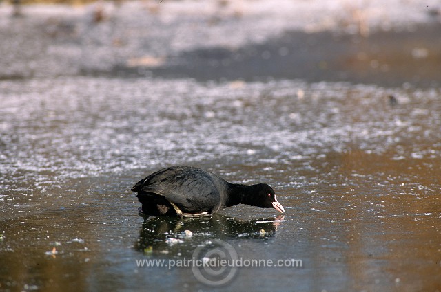 Coot (Fulica atra) - Foulque macroule - 20970