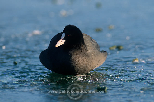 Coot (Fulica atra) - Foulque macroule - 20971