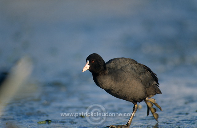 Coot (Fulica atra) - Foulque macroule - 20972