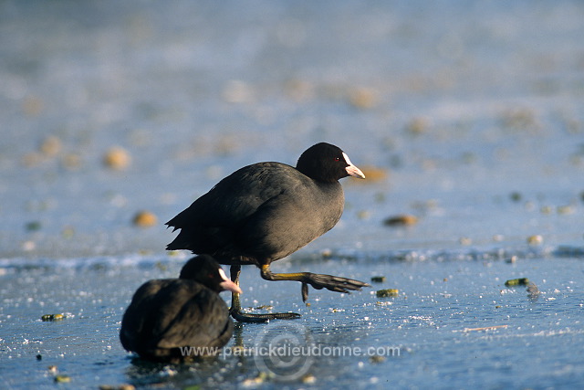 Coot (Fulica atra) - Foulque macroule - 20973