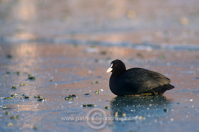 Coot (Fulica atra) - Foulque macroule - 20974