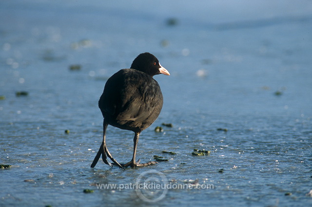 Coot (Fulica atra) - Foulque macroule - 20975