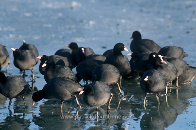 Coot (Fulica atra) - Foulque macroule - 20976