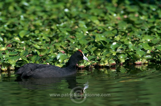 Red-knobbed Coot (Fulica cristata) - Foulque a crete - 20977