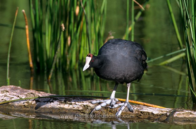 Red-knobbed Coot (Fulica cristata) - Foulque a crete - 20978