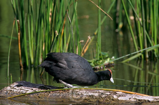 Red-knobbed Coot (Fulica cristata) - Foulque a crete - 20979