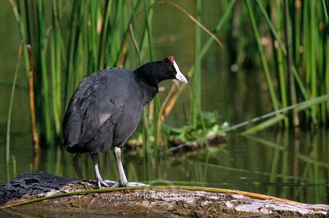 Red-knobbed Coot (Fulica cristata) - Foulque a crete - 20980
