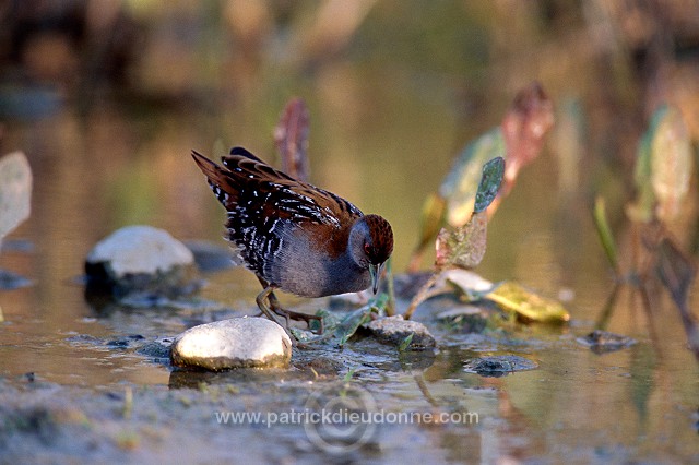 Baillon's crake (Porzana pusilla) - Marouette de Baillon - 21004