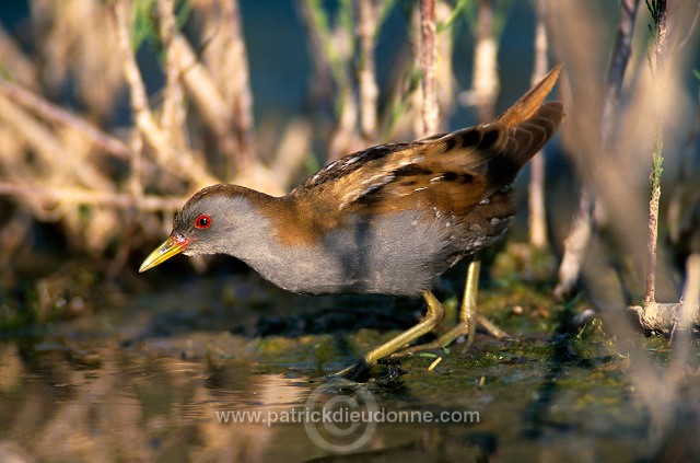 Little Crake (Porzana parva) - Marouette poussin - 20981