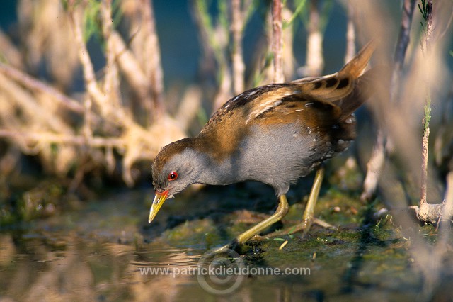 Little Crake (Porzana parva) - Marouette poussin - 20982