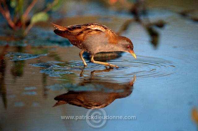 Little Crake (Porzana parva) - Marouette poussin - 20983