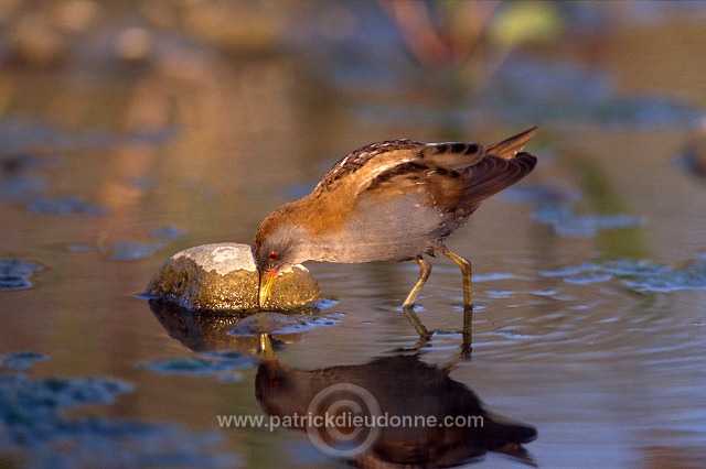 Little Crake (Porzana parva) - Marouette poussin - 20984