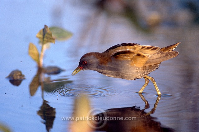 Little Crake (Porzana parva) - Marouette poussin - 20985