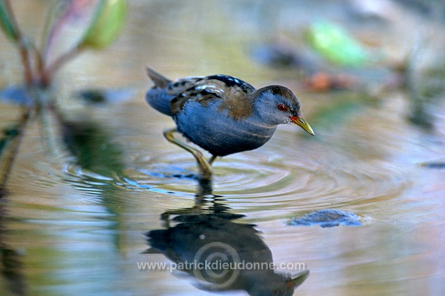 Little Crake (Porzana parva) - Marouette poussin - 20986