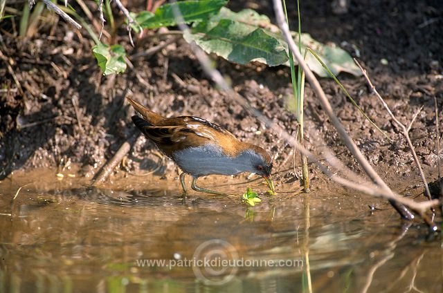 Little Crake (Porzana parva) - Marouette poussin - 20987