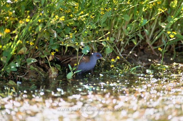 Little Crake (Porzana parva) - Marouette poussin - 20988