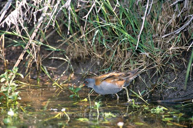 Little Crake (Porzana parva) - Marouette poussin - 20989