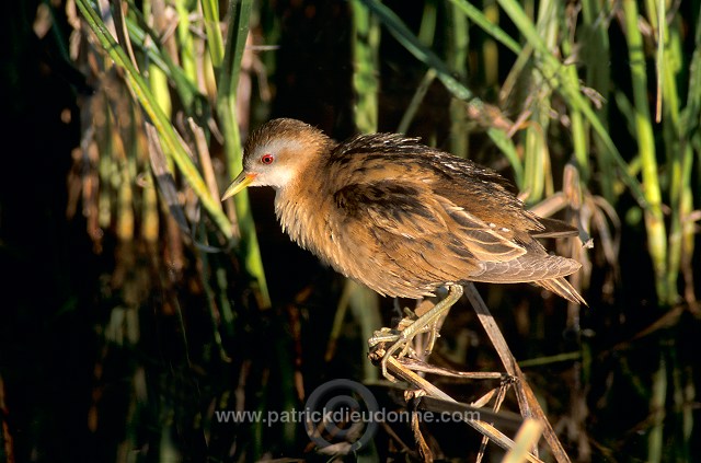 Little Crake (Porzana parva) - Marouette poussin - 20990