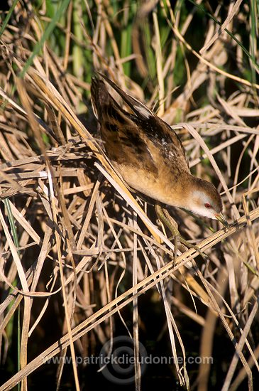 Little Crake (Porzana parva) - Marouette poussin - 20991