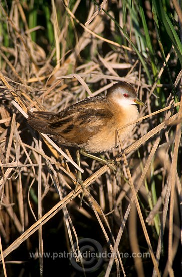 Little Crake (Porzana parva) - Marouette poussin - 20992