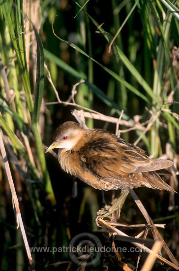 Little Crake (Porzana parva) - Marouette poussin - 20993