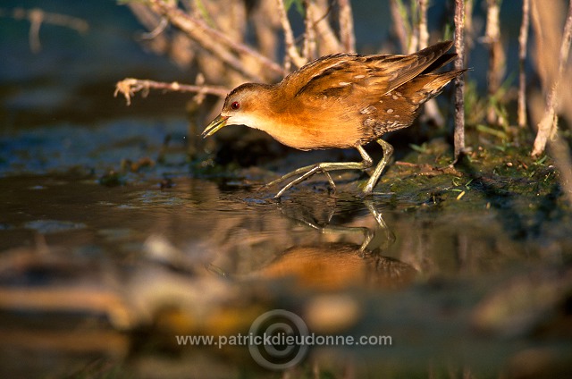 Little Crake (Porzana parva) - Marouette poussin - 20994