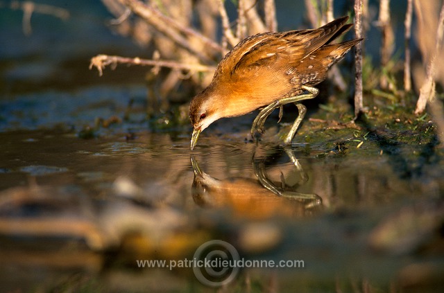 Little Crake (Porzana parva) - Marouette poussin - 20995