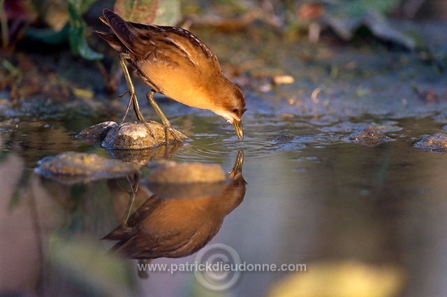 Little Crake (Porzana parva) - Marouette poussin - 20996