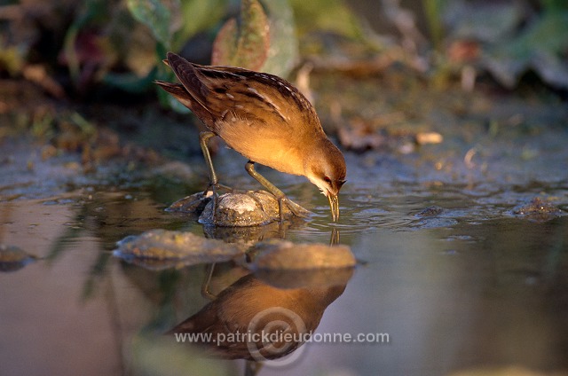 Little Crake (Porzana parva) - Marouette poussin - 20997