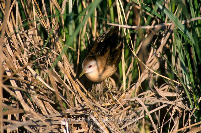 Little Crake (Porzana parva) - Marouette poussin - 20998