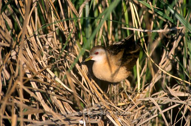 Little Crake (Porzana parva) - Marouette poussin - 20999