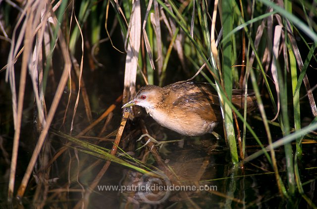 Little Crake (Porzana parva) - Marouette poussin - 21000