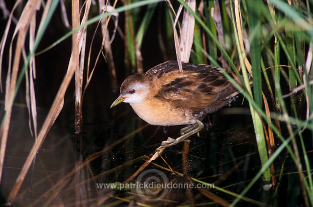 Little Crake (Porzana parva) - Marouette poussin - 21001