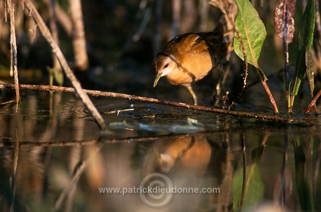 Little Crake (Porzana parva) - Marouette poussin - 21002